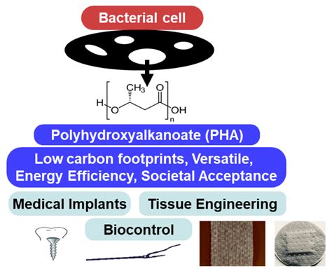  Polyhydroxyalkanoates : Biopolymères Durables pour un Avenir Plus Vert !