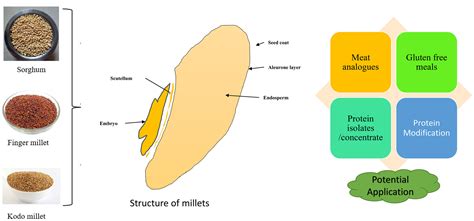  Mastication et Extraction: Explorez les Mystères Multiples du Millet!